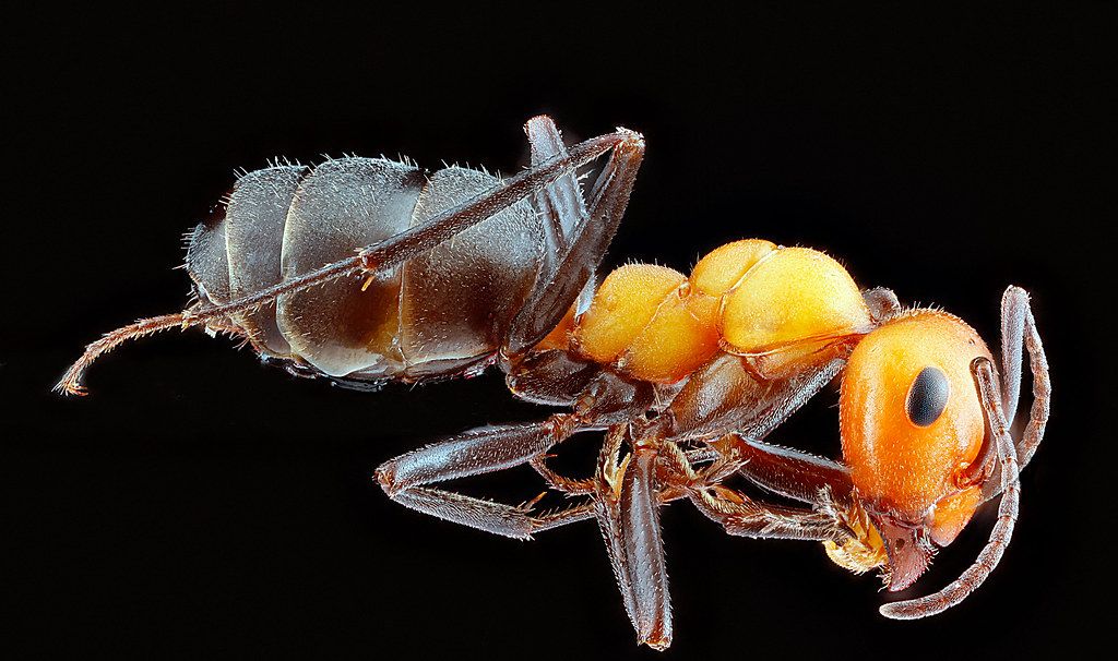Ant Control service in Prescott Valley, AZ