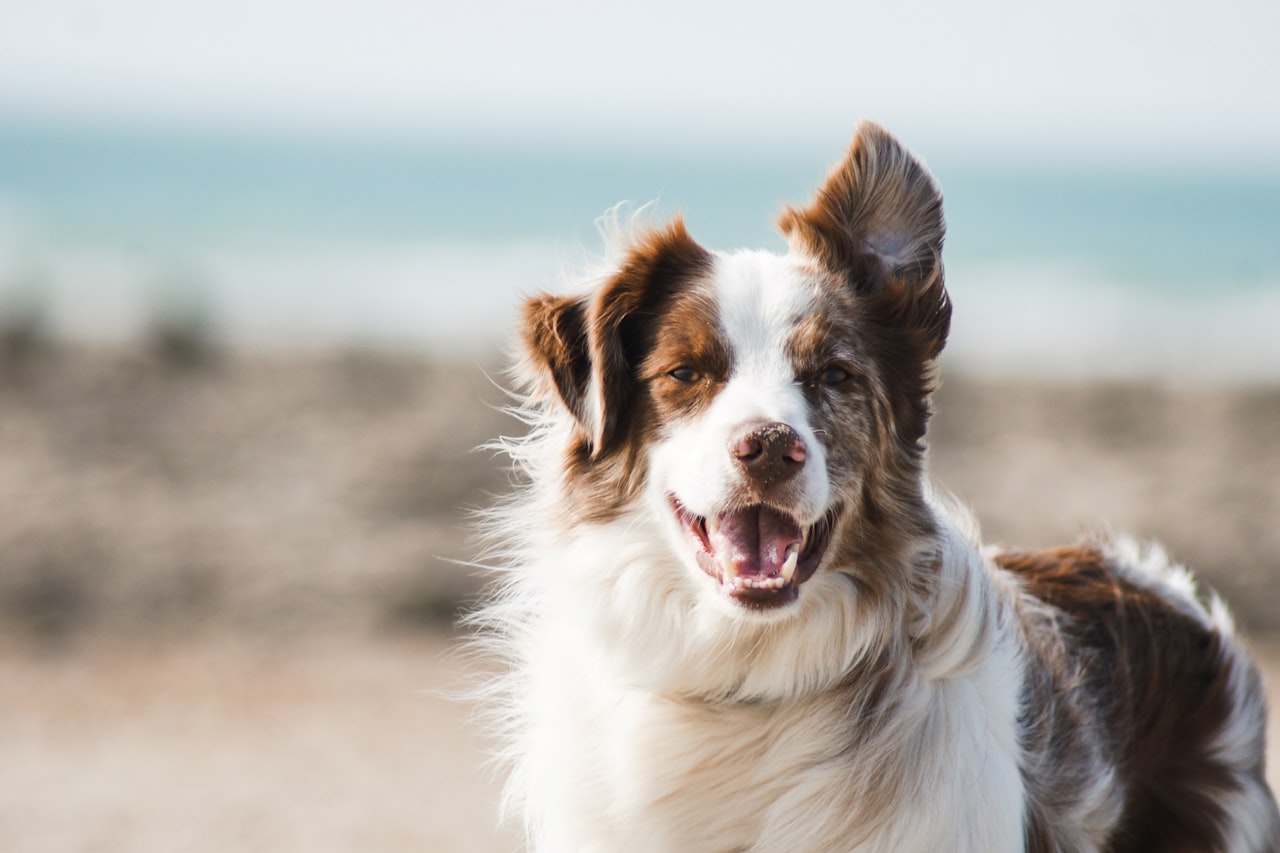 Flea & Tick Control service in Prescott Valley, AZ