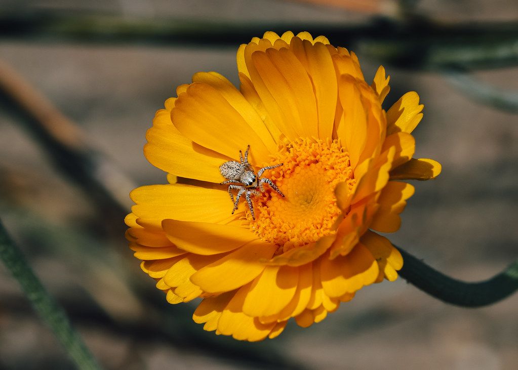Spider Control service in Prescott Valley, AZ